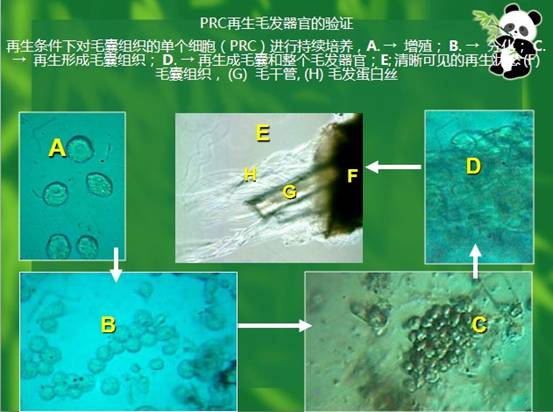 风险久久久久久亚洲精品影院