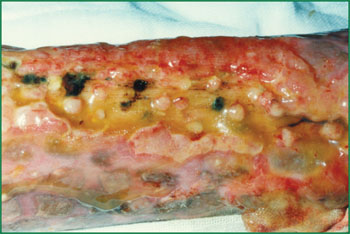 风险久久久久久亚洲精品影院