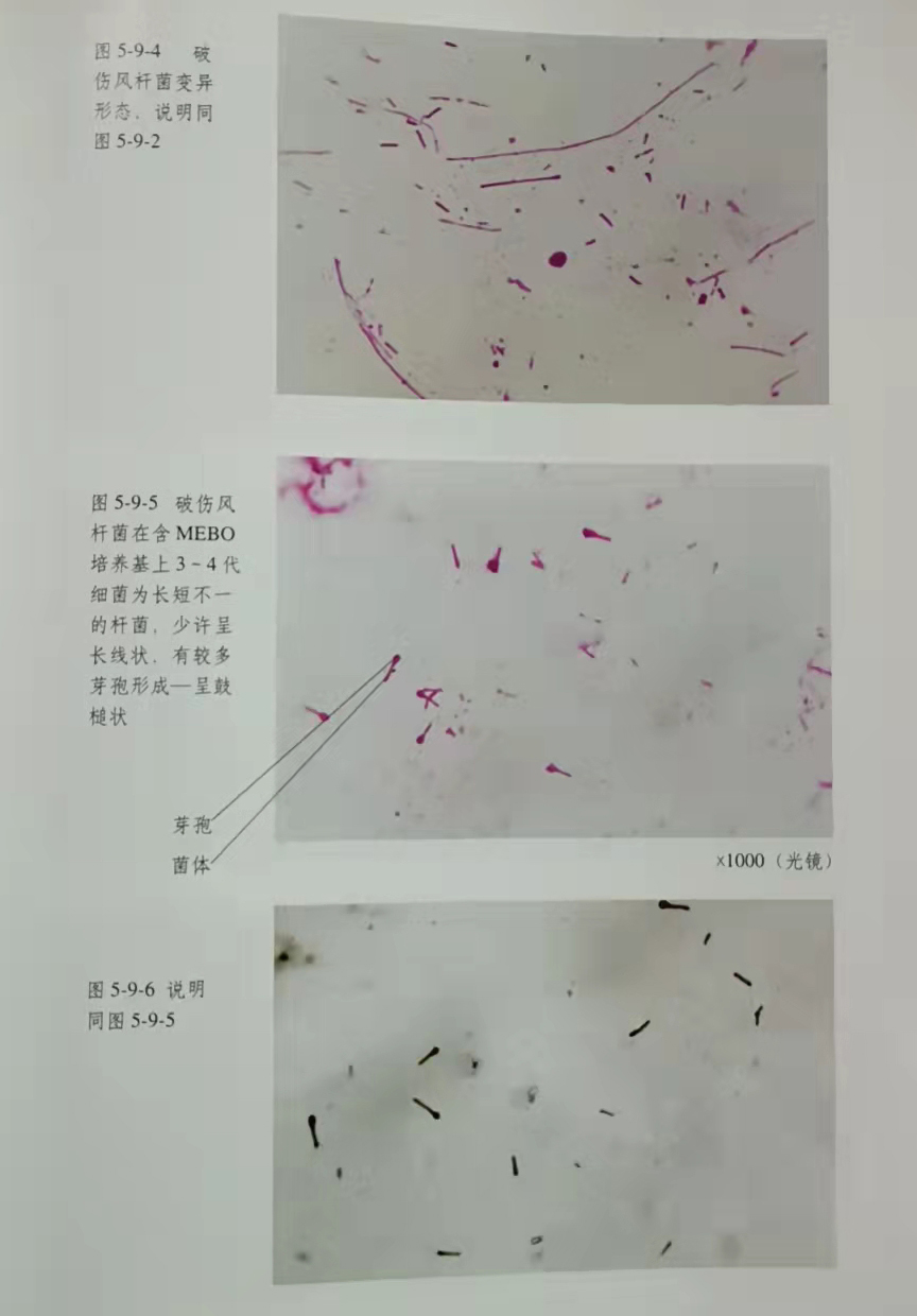 风险久久久久久亚洲精品影院