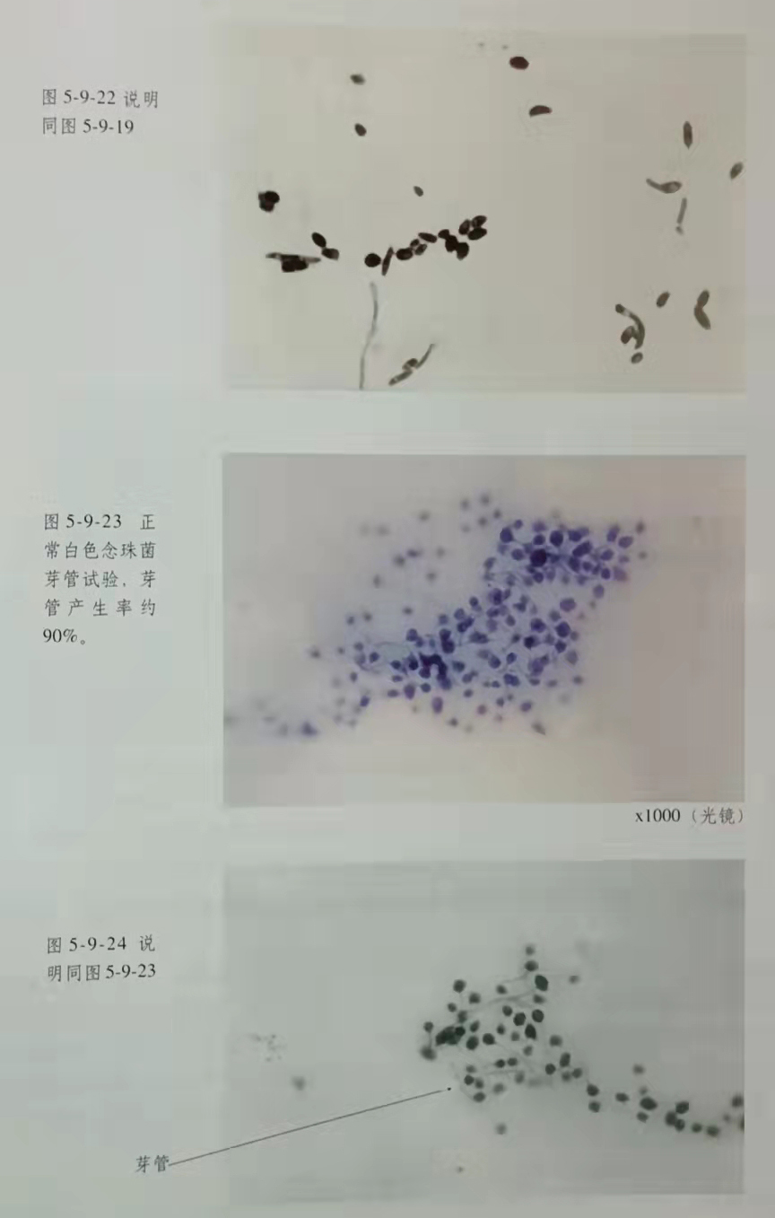 风险久久久久久亚洲精品影院