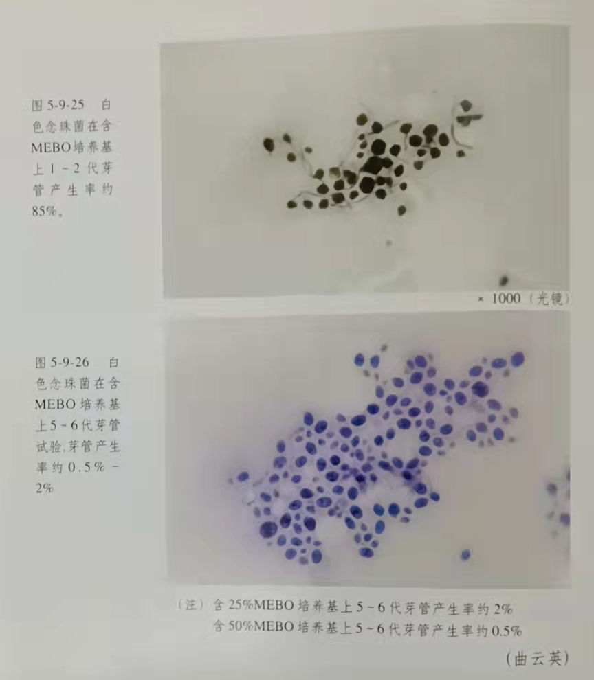 风险久久久久久亚洲精品影院