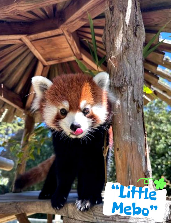 风险久久久久久亚洲精品影院