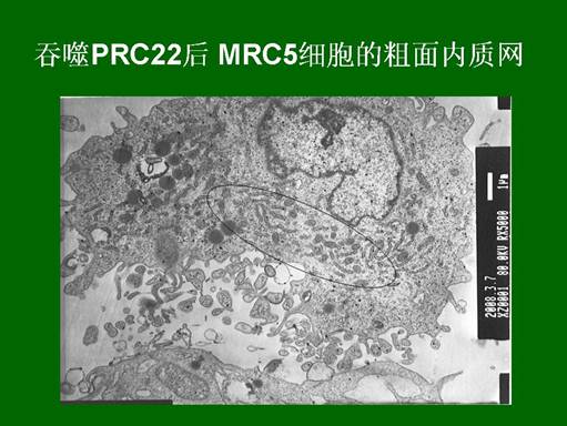 风险久久久久久亚洲精品影院