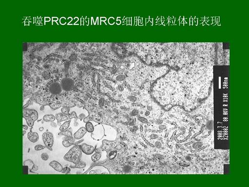 风险久久久久久亚洲精品影院