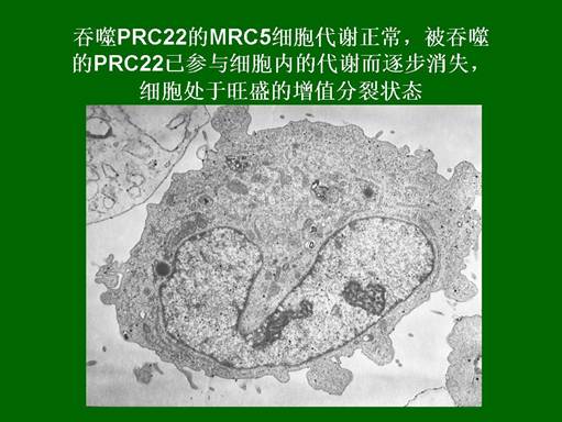 风险久久久久久亚洲精品影院