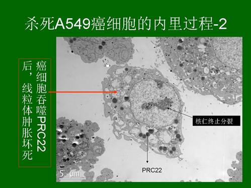 风险久久久久久亚洲精品影院